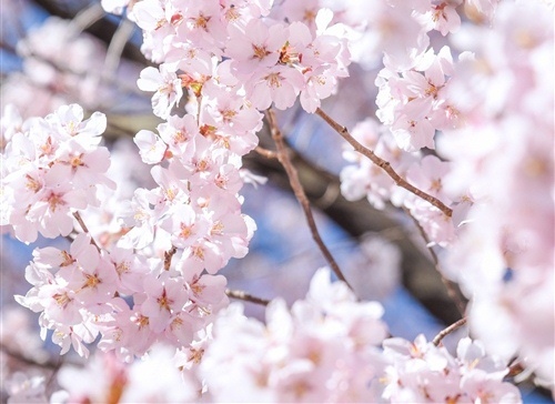 赏樱花的好心情说说 待到樱花烂漫时的说说