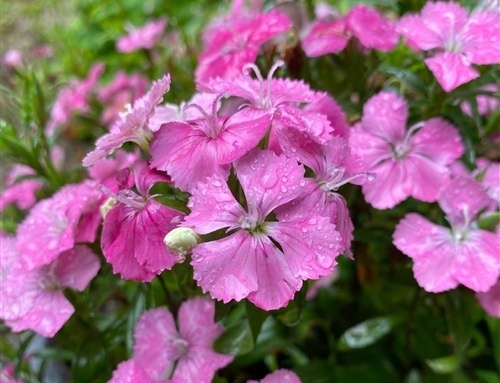 适合发朋友圈关于花草的句子