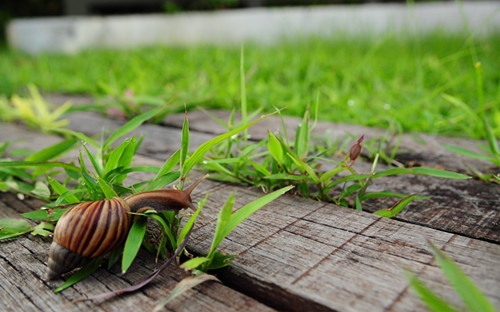 优美的句子短句三年级小学