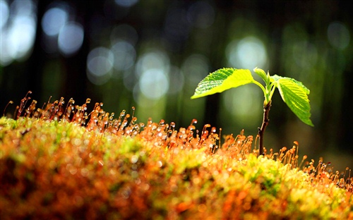 2021年新春祝福文案