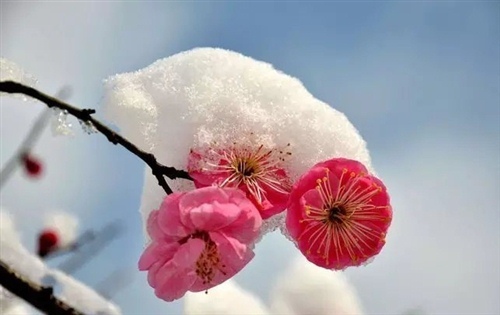 赞美梅花傲骨的唯美句子