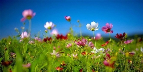 踏春的说说心情的句子