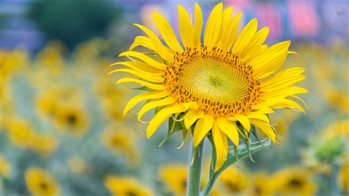 早上发朋友圈的句子可吸引人