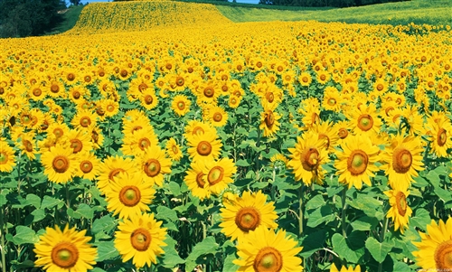 2021清晨早安语录