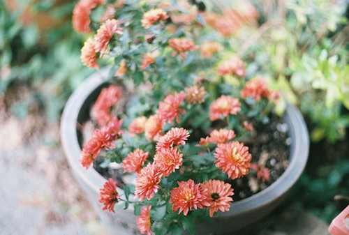 文案短句干净治愈温柔关于暗恋