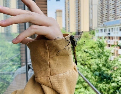 关于六月的超级温柔的文案