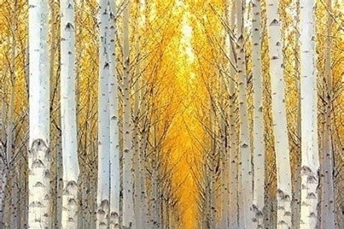 争做阳光好少年的句子