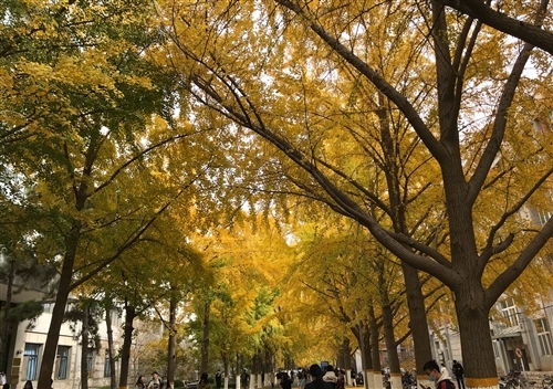 发银杏叶的朋友圈文案句子