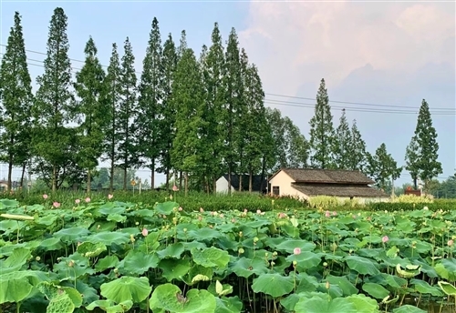 描写荷塘月色的唯美句子