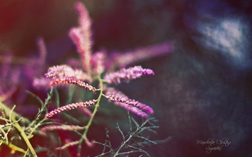 夏天风景句子怎么写