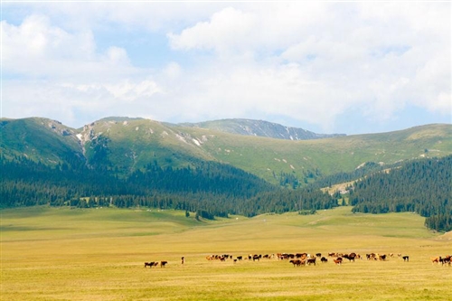 雪中悍刀行经典语录短句