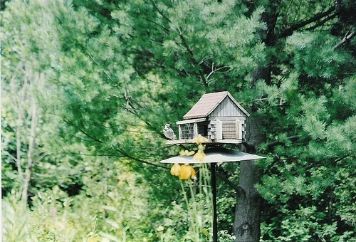 东北骂人的话经典语录