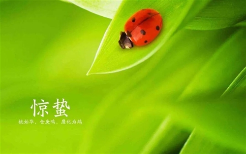 惊蛰祝福语大全简短一句话
