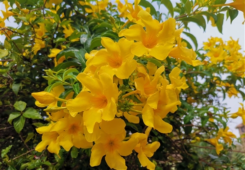 清明扫墓怀念父母的说说