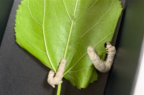 养蚕宝宝发朋友圈的句子