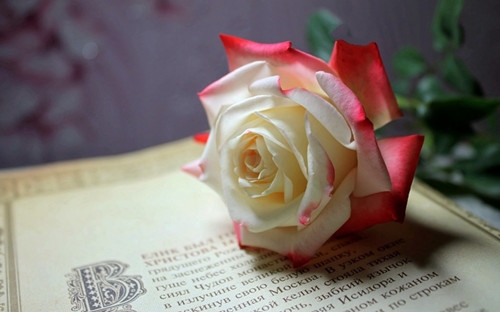 孤独的最高境界一句话(精选44句) 孤独的最高境界一句话(精选44句)