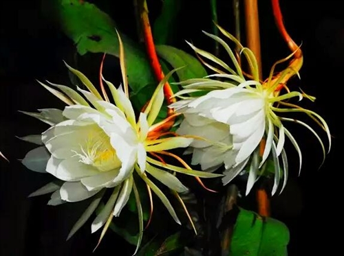 昙花一现的唯美句子(精选41句)