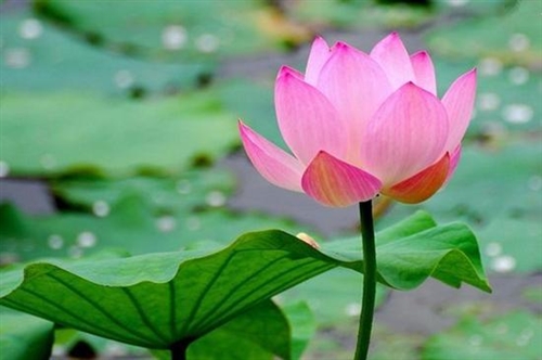 去看了荷花怎样发朋友圈(精选51句)