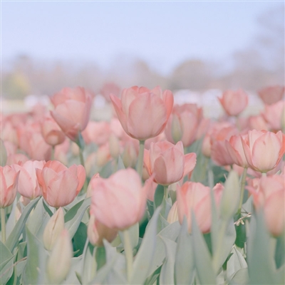 好看到不想换的头像(精选12张)