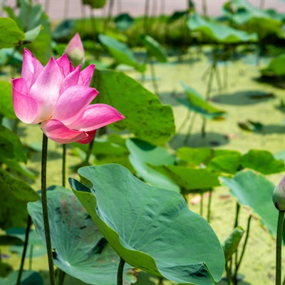 有助于事业成功的微信头像(精选12张)