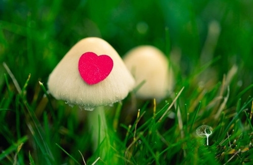 关于蕊的网名(精选46个)