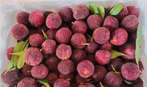 吃杨梅的说说心情短语(38句)