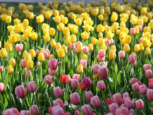 形容郁金香的唯美句子(40句) 形容郁金香的唯美句子(40句)