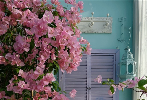 梅花的说说句子(35句) 梅花的说说句子(35句)