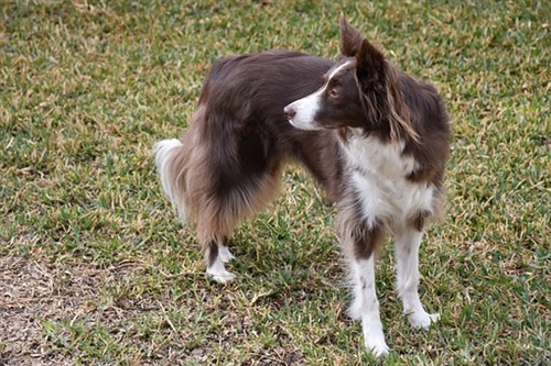 狗狗去世发朋友圈配文(41句) 狗狗去世发朋友圈配文(41句)