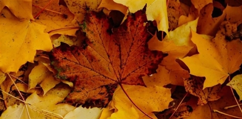 与秋天落叶有关的唯美短句(精选47句)