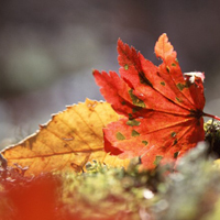 适合40岁以上父母用的头像(精选12张)