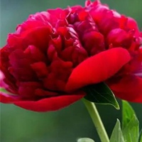 中老年微信头像花开富贵(精选10张)