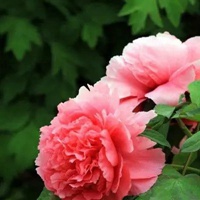 中老年微信头像花开富贵(精选10张)