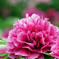 中老年微信头像花开富贵(精选10张)