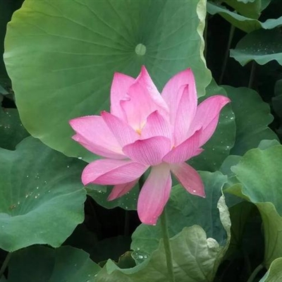 年纪大点的头像(精选10张)