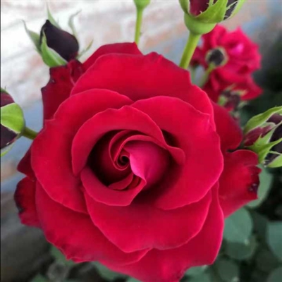 老年妇女用微信头像(精选12张)