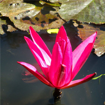 老年妇女用微信头像(精选12张)