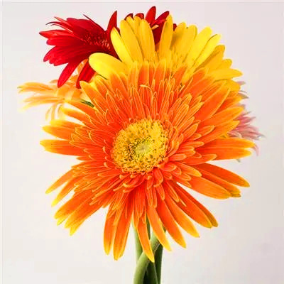 2023有寓意的微信头像(精选12张)