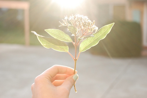 发朋友圈鸟语花香语句(精选36句)