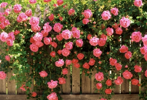 喜欢你的句子简短感动(精选48句)