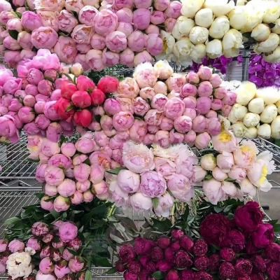 适合中年女性的微信头像图片花朵