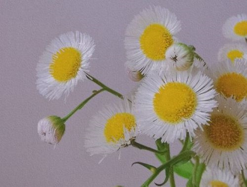 小雏菊心情语录(47句)