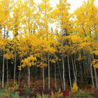 父母认为好看的头像(精选12张)