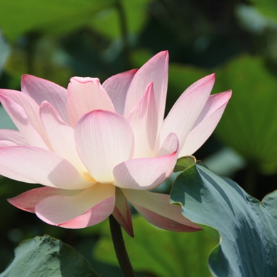 父母认为好看的头像(精选12张)