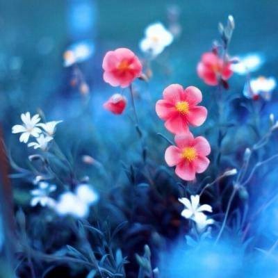 2023好运头像适合女士的(精选26张)