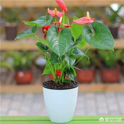 2023好运头像适合女士的(精选26张)