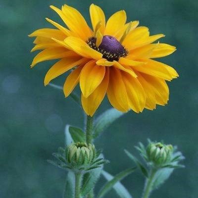 2023年给女人带来好运的头像(精选34张)