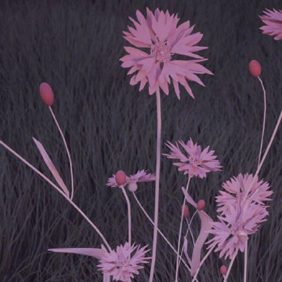 适合做头像的精美图片风景(精选16张)