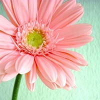 70后妈妈微信头像(16张)