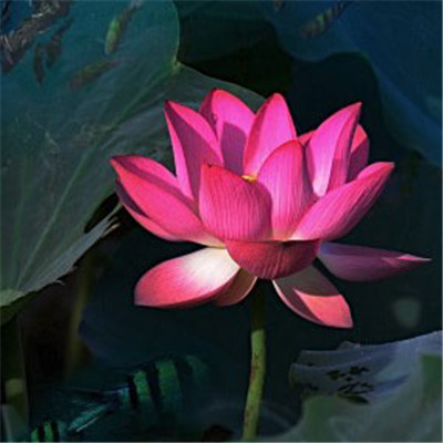 70后妈妈微信头像(16张)